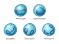 Vector illustration of Monocyte, Lymphocyte, Eosinophil, Neutrophil, Basophil .Types of blood cells.